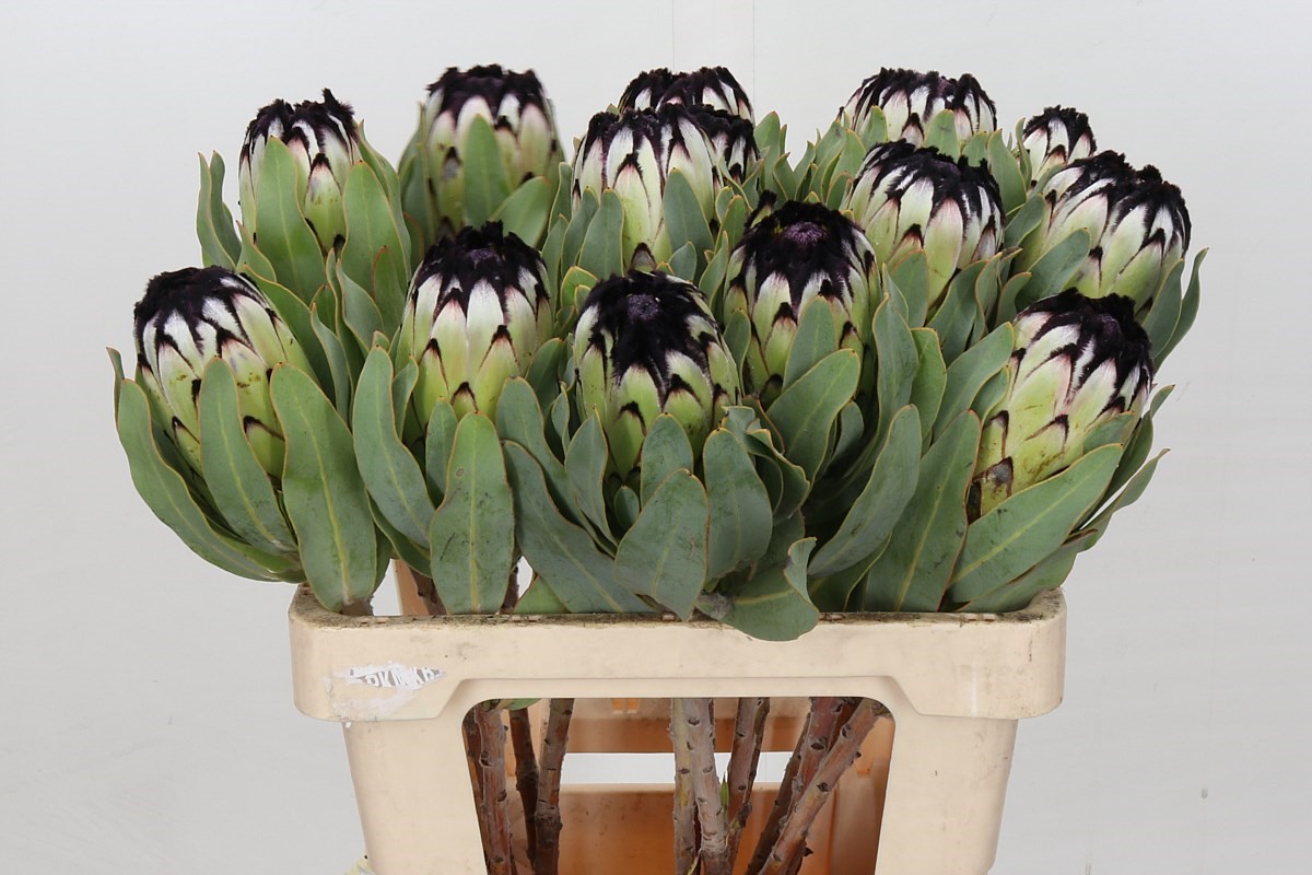 Protea Niobe | PROTEX15 | Protea | Flowers | All Products | Coloríginz